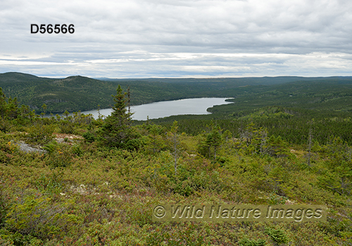 Eastern Canadian boreal forests